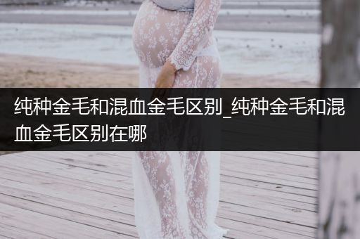 純種金毛和混血金毛區(qū)別_純種金毛和混血金毛區(qū)別在哪