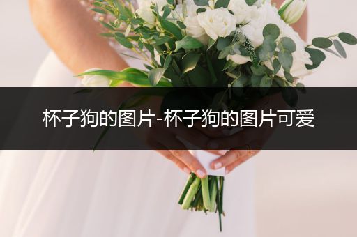 杯子狗的圖片-杯子狗的圖片可愛