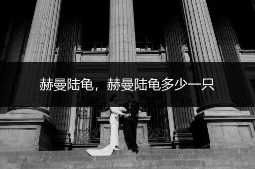 赫曼陸龜，赫曼陸龜多少一只