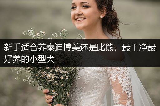 新手適合養(yǎng)泰迪博美還是比熊，最干凈最好養(yǎng)的小型犬