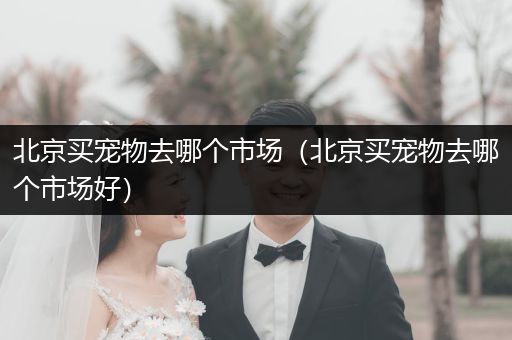 北京買寵物去哪個(gè)市場(chǎng)（北京買寵物去哪個(gè)市場(chǎng)好）