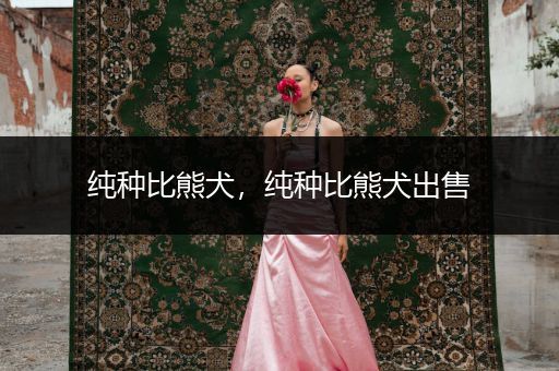 純種比熊犬，純種比熊犬出售