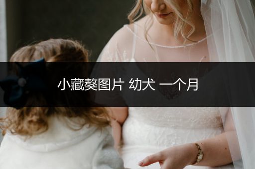 小藏獒圖片 幼犬 一個(gè)月