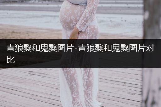 青狼獒和鬼獒圖片-青狼獒和鬼獒圖片對(duì)比