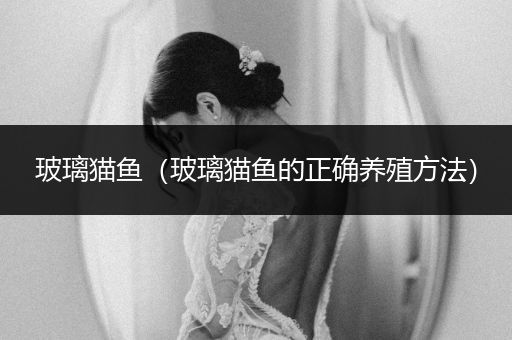 玻璃貓魚（玻璃貓魚的正確養(yǎng)殖方法）