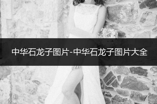 中華石龍子圖片-中華石龍子圖片大全