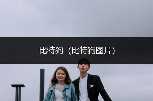 比特狗(比特狗圖片)