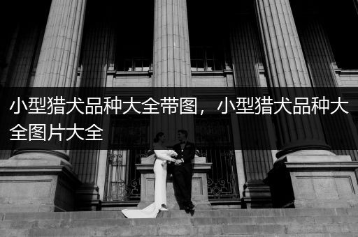 小型獵犬品種大全帶圖，小型獵犬品種大全圖片大全
