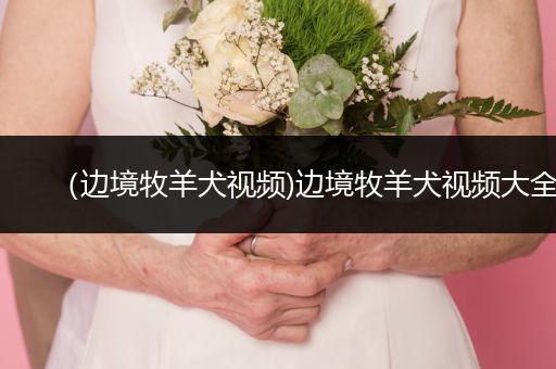 （邊境牧羊犬視頻)邊境牧羊犬視頻大全