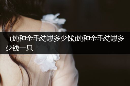 （純種金毛幼崽多少錢)純種金毛幼崽多少錢一只