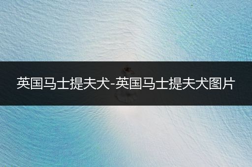 英國(guó)馬士提夫犬-英國(guó)馬士提夫犬圖片