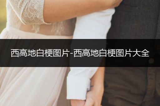 西高地白梗圖片-西高地白梗圖片大全