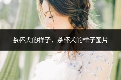 茶杯犬的樣子，茶杯犬的樣子圖片