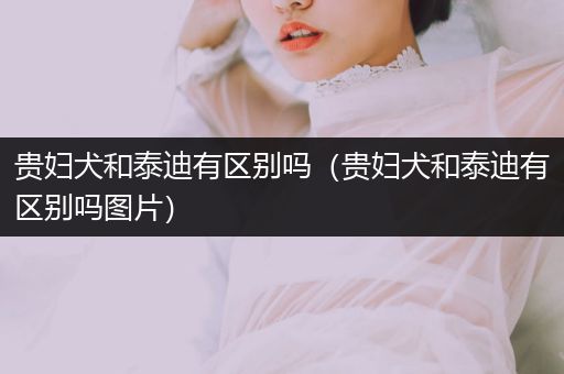 貴婦犬和泰迪有區(qū)別嗎（貴婦犬和泰迪有區(qū)別嗎圖片）