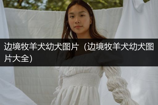 邊境牧羊犬幼犬圖片（邊境牧羊犬幼犬圖片大全）