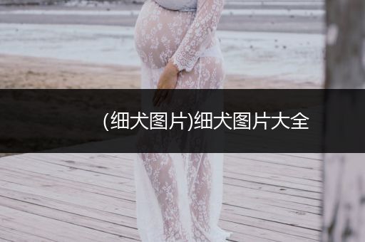 （細(xì)犬圖片)細(xì)犬圖片大全