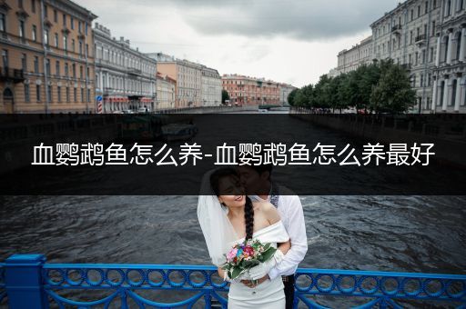 血鸚鵡魚怎么養(yǎng)-血鸚鵡魚怎么養(yǎng)最好