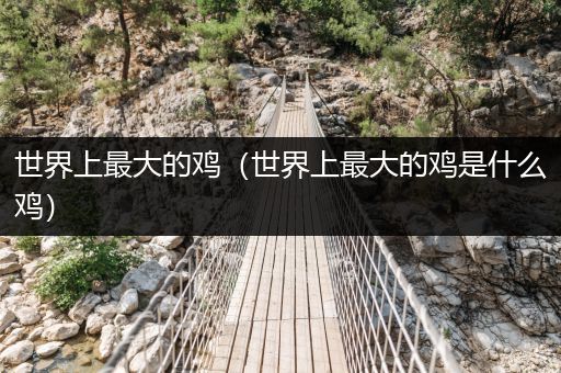 世界上最大的雞（世界上最大的雞是什么雞）