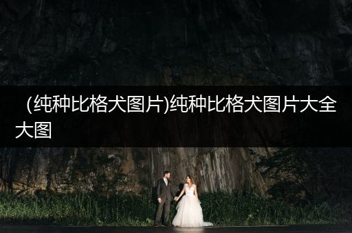 （純種比格犬圖片)純種比格犬圖片大全大圖