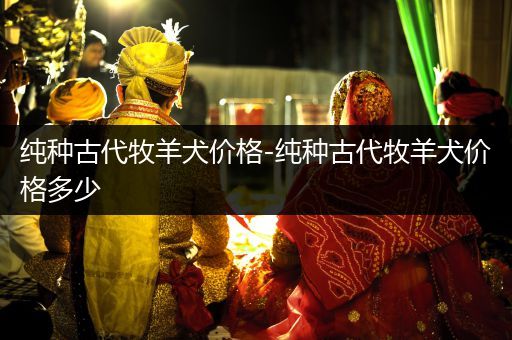 純種古代牧羊犬價(jià)格-純種古代牧羊犬價(jià)格多少