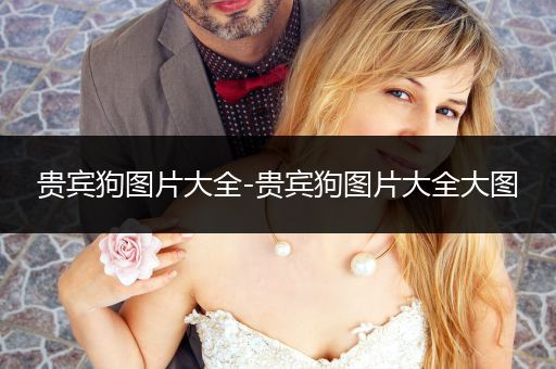 貴賓狗圖片大全-貴賓狗圖片大全大圖