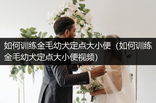 如何訓(xùn)練金毛幼犬定點(diǎn)大小便(如何訓(xùn)練金毛幼犬定點(diǎn)大小便視頻)
