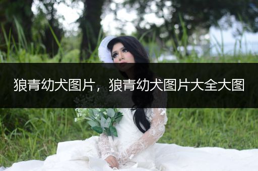 狼青幼犬圖片，狼青幼犬圖片大全大圖