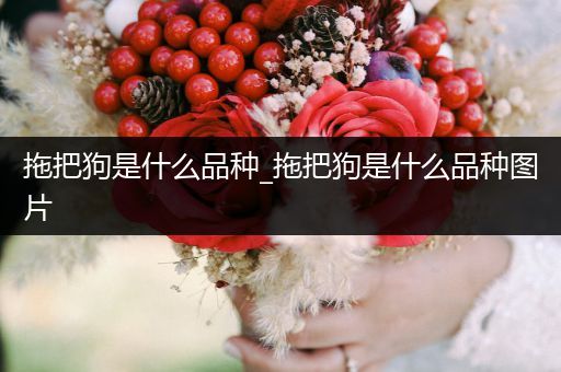 拖把狗是什么品種_拖把狗是什么品種圖片