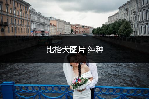 比格犬圖片 純種