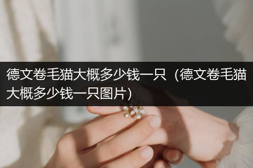 德文卷毛貓大概多少錢一只（德文卷毛貓大概多少錢一只圖片）