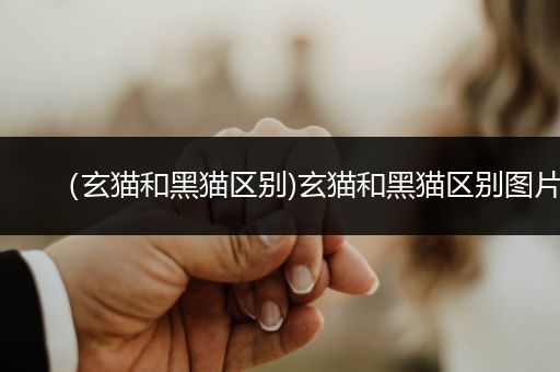 （玄貓和黑貓區(qū)別)玄貓和黑貓區(qū)別圖片