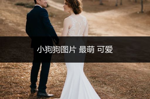 小狗狗圖片 最萌 可愛