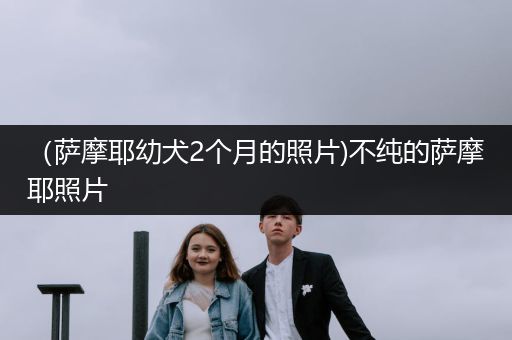 （薩摩耶幼犬2個月的照片)不純的薩摩耶照片