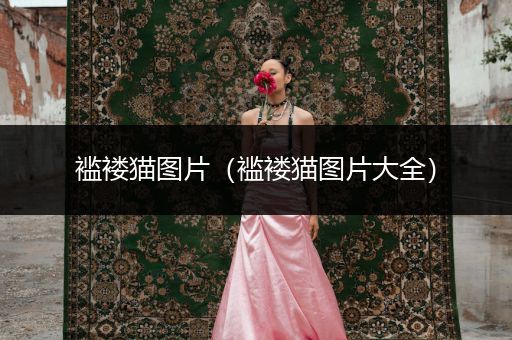 襤褸貓圖片（襤褸貓圖片大全）