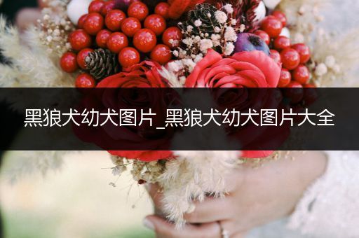 黑狼犬幼犬圖片_黑狼犬幼犬圖片大全