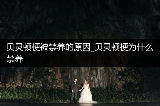 貝靈頓梗被禁養(yǎng)的原因_貝靈頓梗為什么禁養(yǎng)