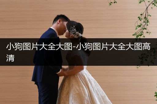 小狗圖片大全大圖-小狗圖片大全大圖高清