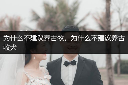 為什么不建議養(yǎng)古牧，為什么不建議養(yǎng)古牧犬