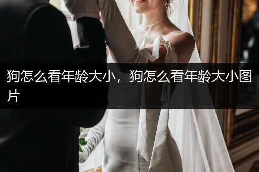 狗怎么看年齡大小，狗怎么看年齡大小圖片
