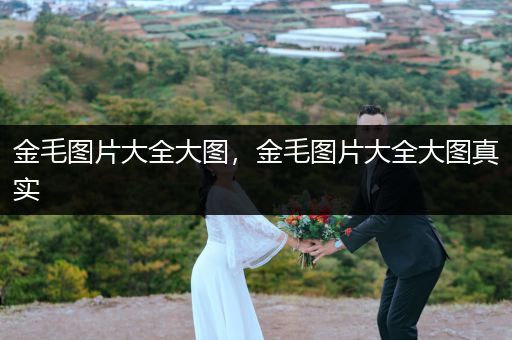 金毛圖片大全大圖，金毛圖片大全大圖真實(shí)