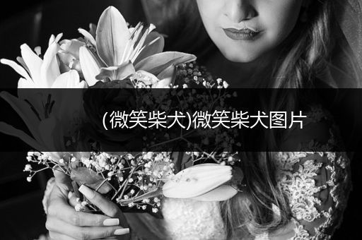 (微笑柴犬)微笑柴犬圖片