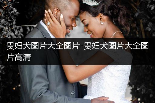 貴婦犬圖片大全圖片-貴婦犬圖片大全圖片高清