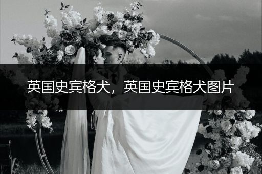 英國史賓格犬，英國史賓格犬圖片