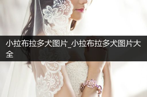 小拉布拉多犬圖片_小拉布拉多犬圖片大全