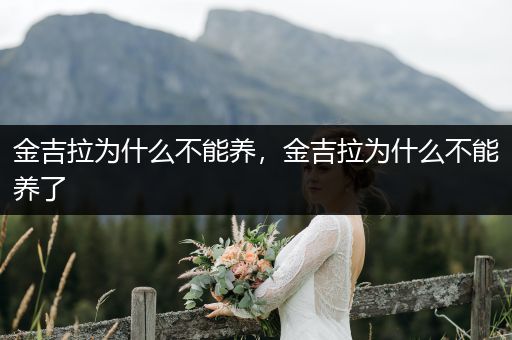 金吉拉為什么不能養(yǎng)，金吉拉為什么不能養(yǎng)了