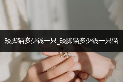 矮腳貓多少錢一只_矮腳貓多少錢一只貓