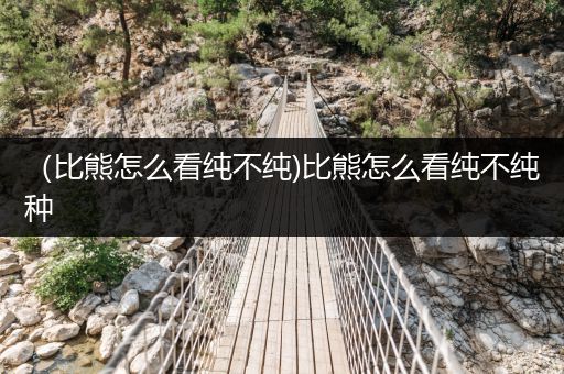 （比熊怎么看純不純)比熊怎么看純不純種