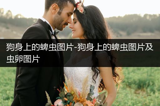 狗身上的蜱蟲(chóng)圖片-狗身上的蜱蟲(chóng)圖片及蟲(chóng)卵圖片