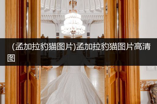 （孟加拉豹貓圖片)孟加拉豹貓圖片高清圖