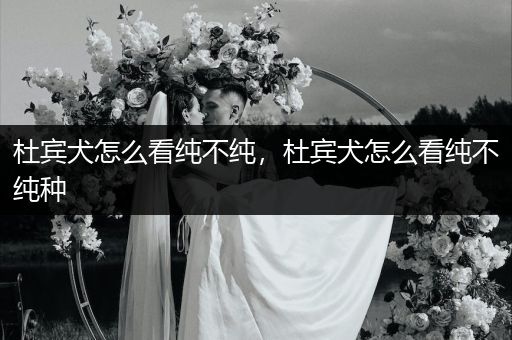 杜賓犬怎么看純不純，杜賓犬怎么看純不純種